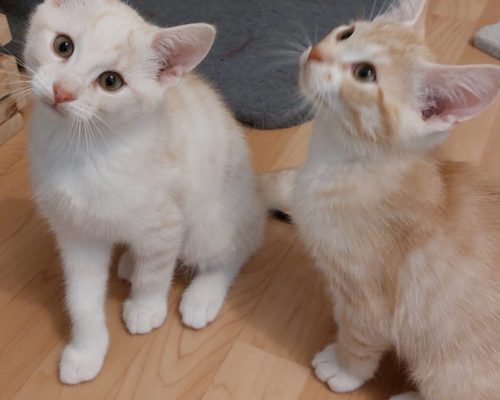 Ben und Lenny