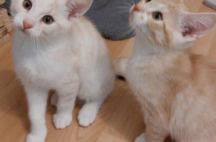Ben und Lenny