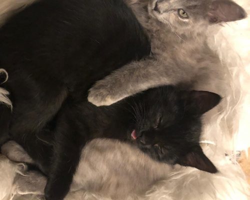 Nala und Mayla