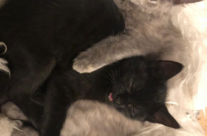 Nala und Mayla