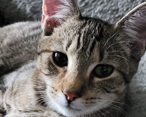 Anuk und Zazu – verschmust und mögen Hunde