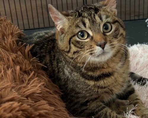 Scotty – unser kleiner Handicap-Kater