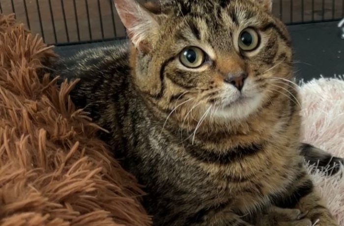Scotty – unser kleiner Handicap-Kater