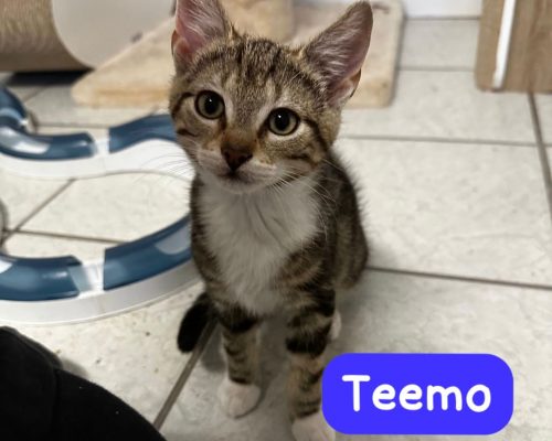 Pflegestelle Borken-Mama Yuumi und ihre Kitten