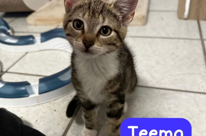 Pflegestelle Borken-Mama Yuumi und ihre Kitten
