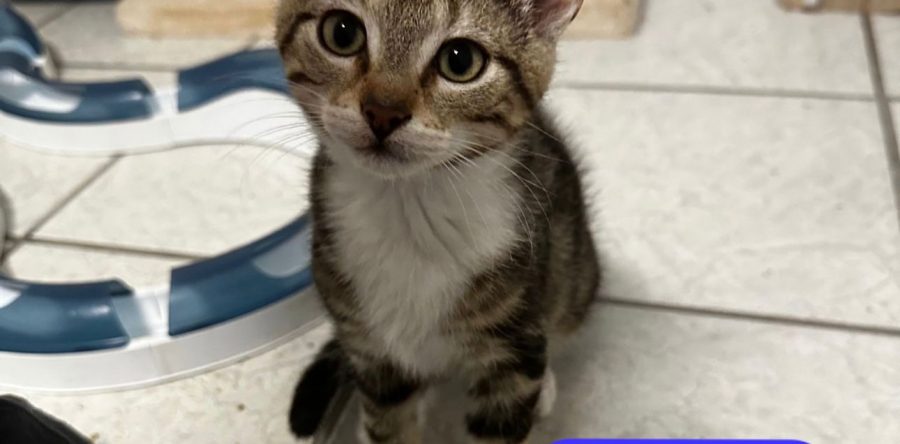 Pflegestelle Borken-Mama Yuumi und ihre Kitten
