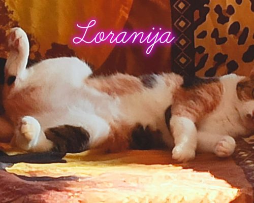 Pflegestelle Bocholt-Stenern = Vivien und Loranija