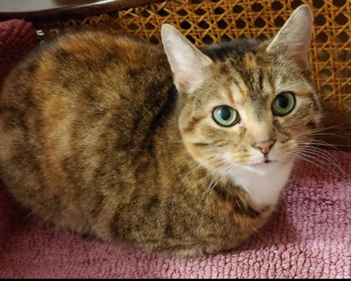 Seniorenkatze sucht neue Mitbewohnerin