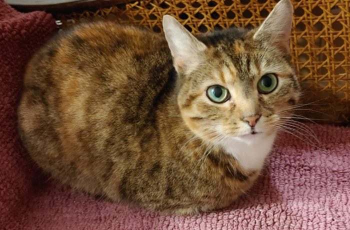 Seniorenkatze sucht neue Mitbewohnerin