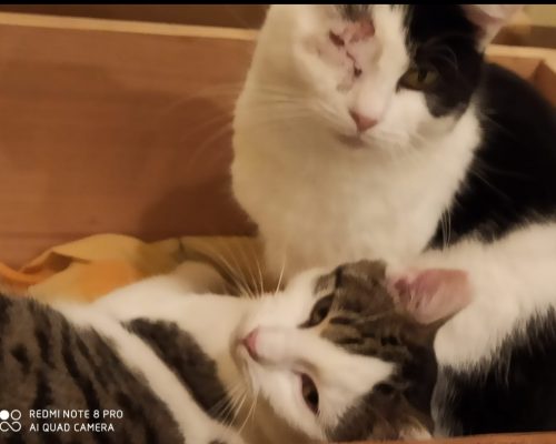 Chanti und Joel, Zoe