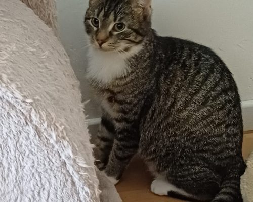 Die schöne Sophie