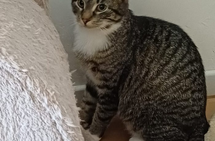 Die schöne Sophie