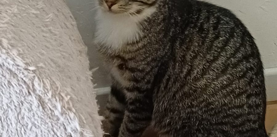 Die schöne Sophie
