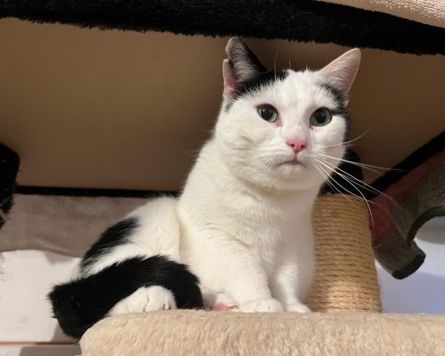 Schmuse-Suse – Einzelkatze