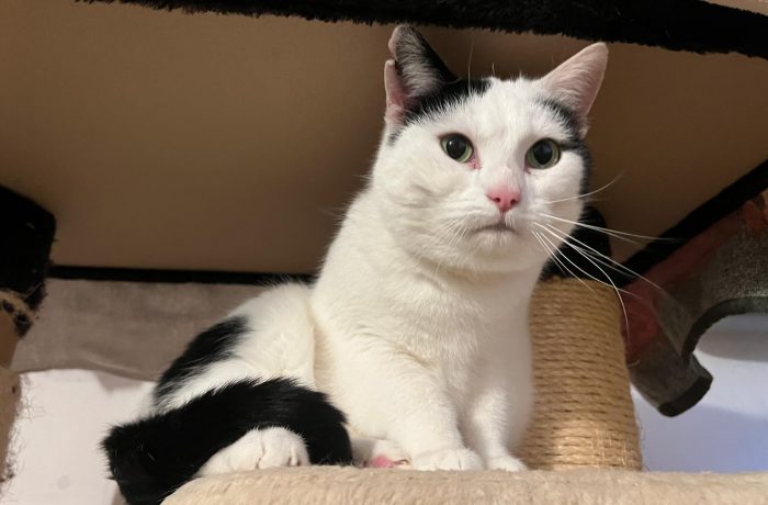 Schmuse-Suse – Einzelkatze