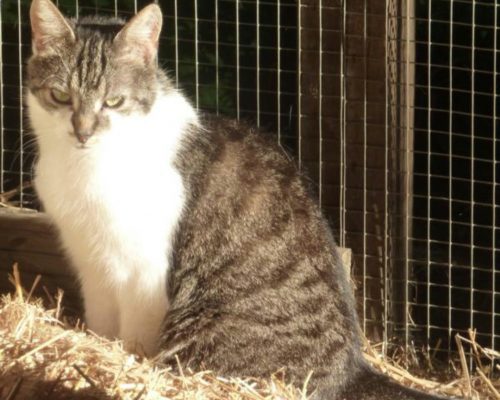 Mausi – unsere Seniorin – Notfall