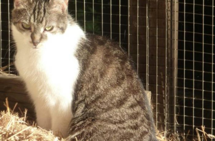 Mausi – unsere Seniorin – Notfall
