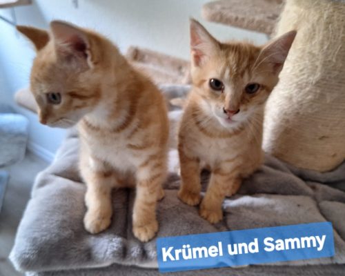 Krümel, Milo, Sammy – Pflegestelle Bocholt