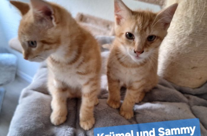 Krümel, Milo, Sammy – Pflegestelle Bocholt