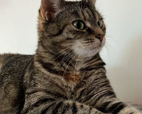 Pflegestelle Mehrhoog – Sabine, Emma – 5 Jahre