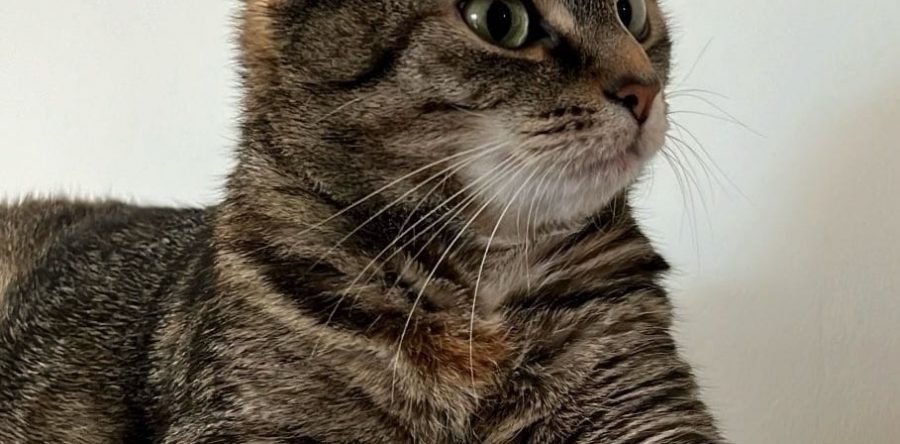 Pflegestelle Mehrhoog – Sabine, Emma – 5 Jahre