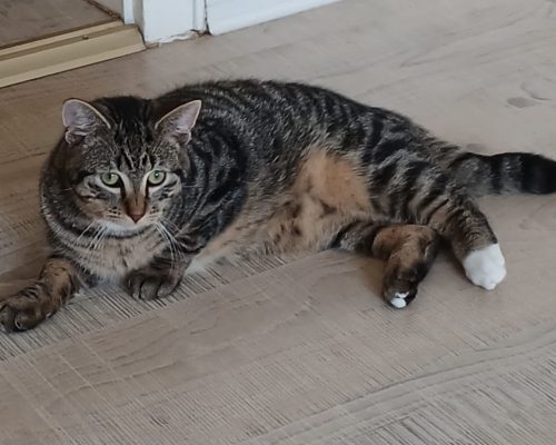 Pflegestelle Mehrhoog – Sabine