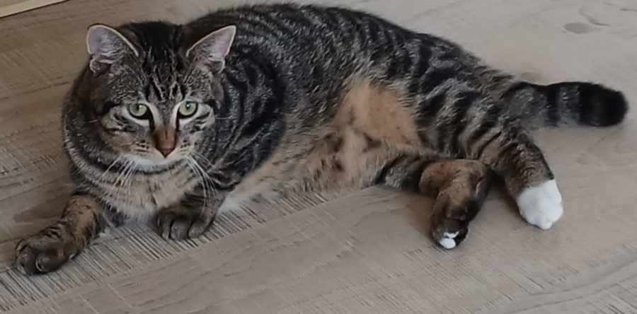 Pflegestelle Mehrhoog – Sabine