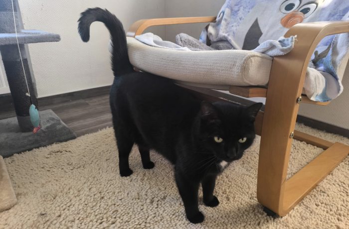 Pflegestelle Rhede V&H – Myrte