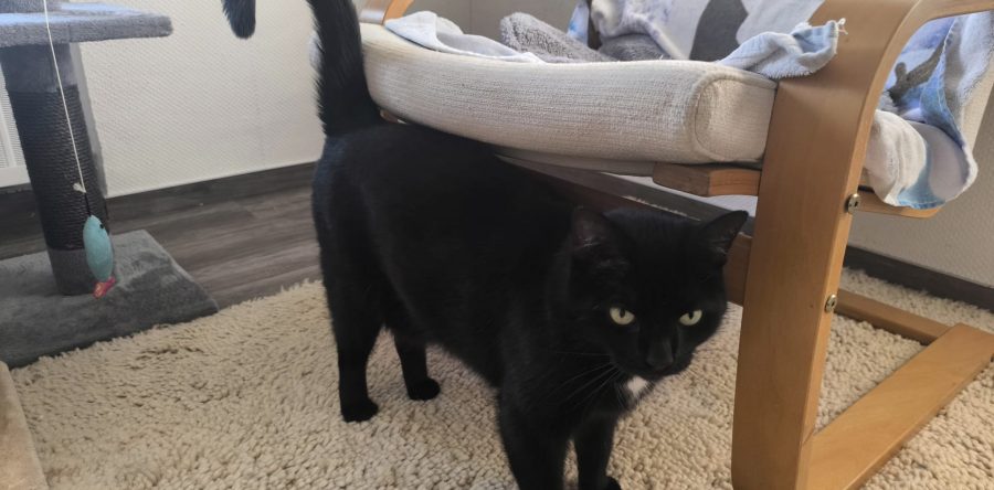 Pflegestelle Rhede V&H – Myrte