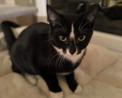 Pflegestelle Rhede V & H – Motte