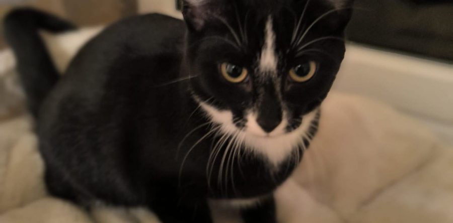 Pflegestelle Rhede V & H – Motte