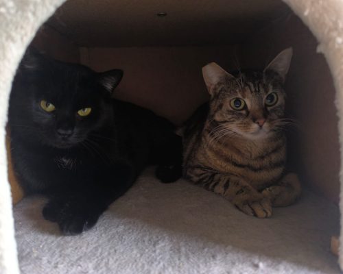 Pflegestelle Rhede V&H, Luna und Nala