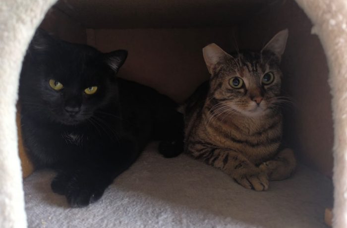 Pflegestelle Rhede V&H, Luna und Nala