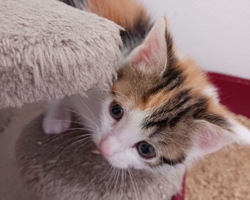 Pflegestelle Rhede V&H – unsere Kittenbande – geboren 06.04.2026