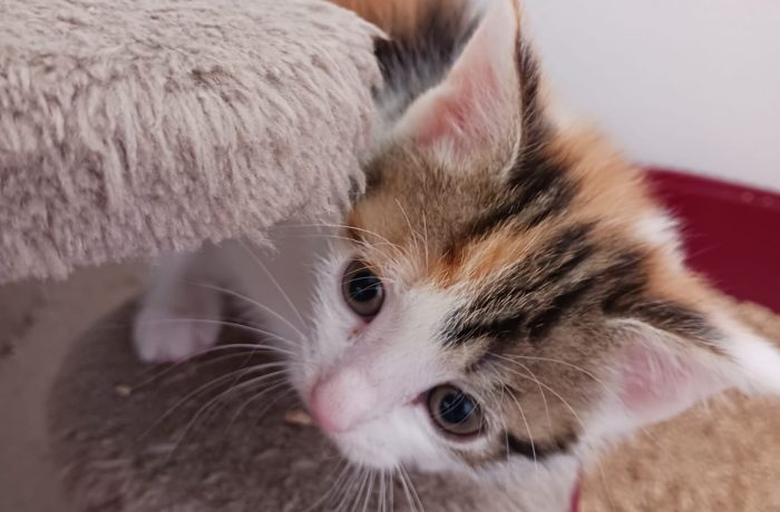 Pflegestelle Rhede V&H – unsere Kittenbande – geboren 06.04.2026