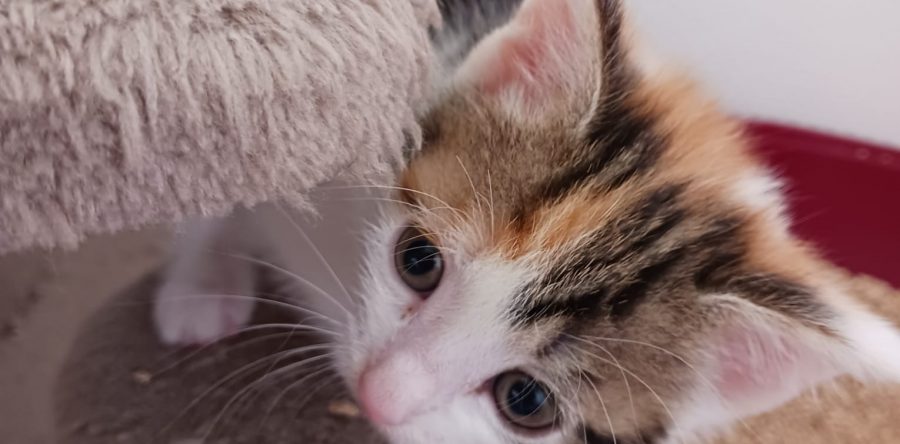 Pflegestelle Rhede V&H – unsere Kittenbande – geboren 06.04.2026